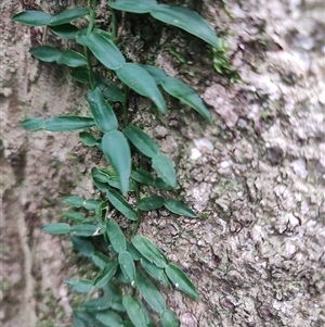 Unidentified Fern or Clubmoss at O'Reilly, QLD - 22 Feb 2025 by LyndalT