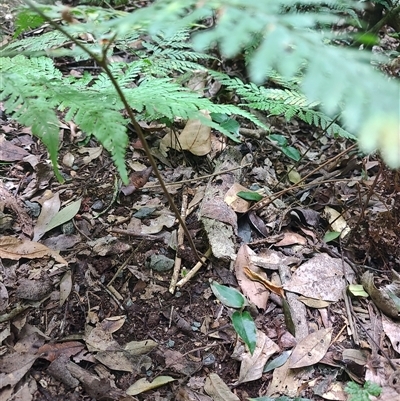 Unidentified Fern or Clubmoss at O'Reilly, QLD - 22 Feb 2025 by LyndalT