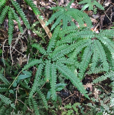 Unidentified Fern or Clubmoss at O'Reilly, QLD - 22 Feb 2025 by LyndalT