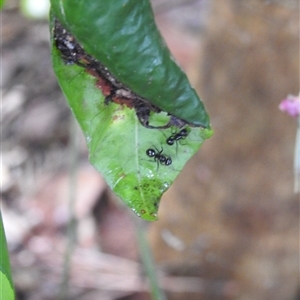Formicidae (family) at Avoca, QLD - 15 Feb 2025 10:07 AM