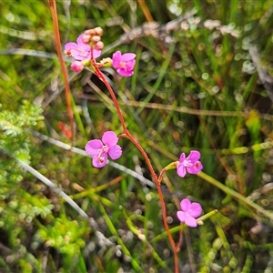 Stylidium lineare at Tianjara, NSW - 23 Feb 2025 10:11 AM