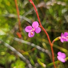 Stylidium lineare at Tianjara, NSW - 23 Feb 2025 10:11 AM