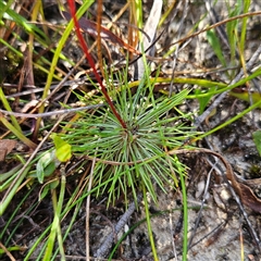 Stylidium lineare at Tianjara, NSW - 23 Feb 2025 10:11 AM