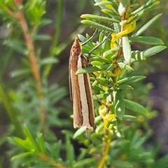 Corynophora lativittalis (Crambinae) at Tianjara, NSW - 23 Feb 2025 by MatthewFrawley