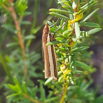 Corynophora lativittalis (Crambinae) at Tianjara, NSW - 23 Feb 2025 by MatthewFrawley