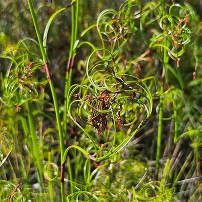 Caustis flexuosa (Curly Wigs) at Tianjara, NSW - 23 Feb 2025 by MatthewFrawley