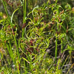 Caustis flexuosa at Tianjara, NSW - suppressed