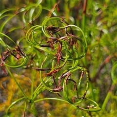 Caustis flexuosa at Tianjara, NSW - suppressed
