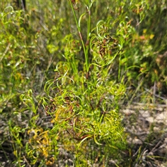 Caustis flexuosa at Tianjara, NSW - suppressed