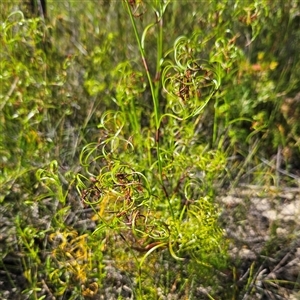 Caustis flexuosa at Tianjara, NSW - suppressed