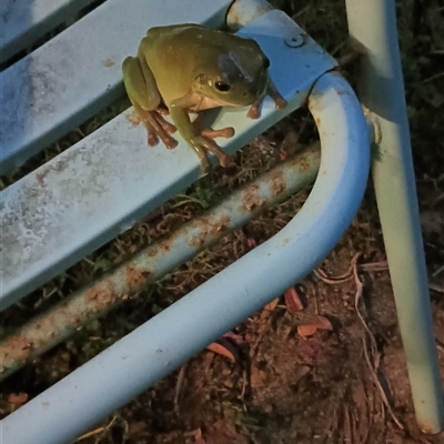 Litoria caerulea at Avoca, QLD - 12 Feb 2025 by Gaylesp8