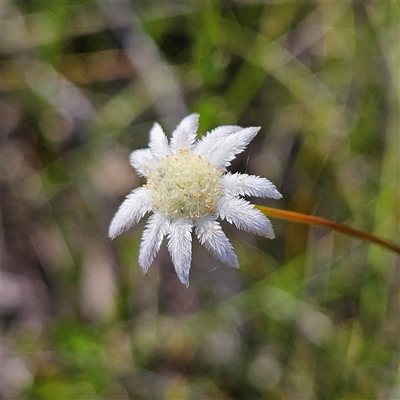 Actinotus minor (Lesser Flannel Flower) at Tianjara, NSW - 23 Feb 2025 by MatthewFrawley