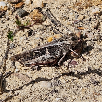 Gastrimargus musicus (Yellow-winged Locust or Grasshopper) at Tianjara, NSW - 23 Feb 2025 by MatthewFrawley