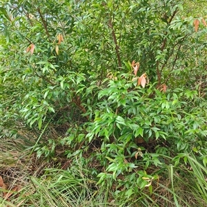 Syzygium paniculatum at O'Reilly, QLD - 22 Feb 2025 by LyndalT