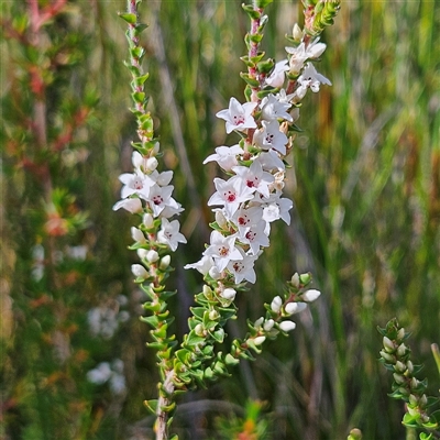 Epacris microphylla (Coral Heath) at Tianjara, NSW - 23 Feb 2025 by MatthewFrawley