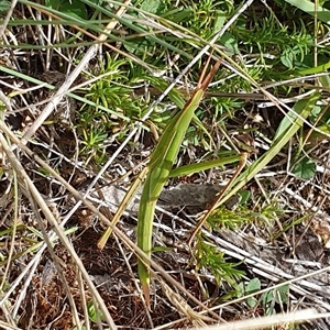 Acrida conica (Giant green slantface) at Cotter River, ACT - 22 Feb 2025 by jmcleod