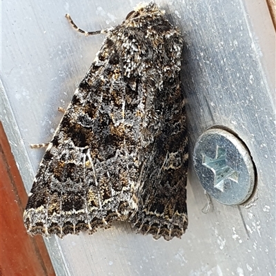 Neumichtis (genus) (An Owlet moth (Acronictinae) at Brindabella, NSW - 22 Feb 2025 by jmcleod