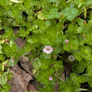 Gratiola peruviana (Australian Brooklime) at Wee Jasper, NSW - 23 Feb 2025 by Wildlifewarrior80