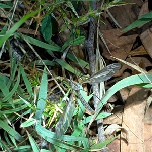 Ptilogyna sp. (genus) at Wee Jasper, NSW - Yesterday 12:55 AM