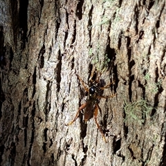 Ichneumonidae (family) (Unidentified ichneumon wasp) at Wee Jasper, NSW - 23 Feb 2025 by Wildlifewarrior80