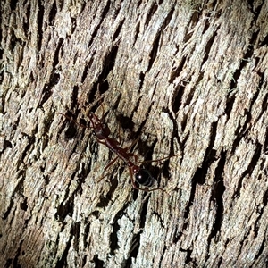 Myrmecia sp. (genus) at Wee Jasper, NSW - Yesterday 12:58 AM