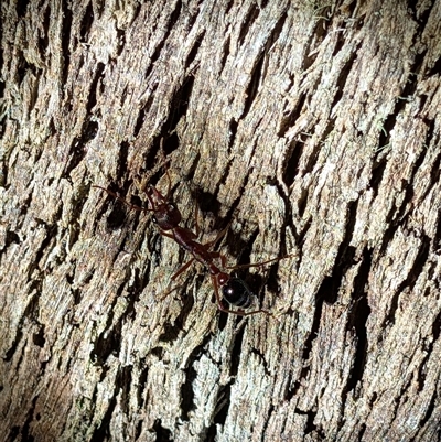 Myrmecia sp. (genus) (Bull ant or Jack Jumper) at Wee Jasper, NSW - 23 Feb 2025 by Wildlifewarrior80