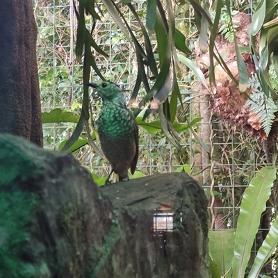 Sericulus chrysocephalus (Regent Bowerbird) at O'Reilly, QLD - 22 Feb 2025 by LyndalT