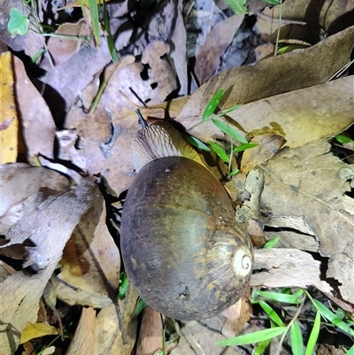 Hedleyella falconeri at Darlington, QLD - 22 Feb 2025 by LyndalT