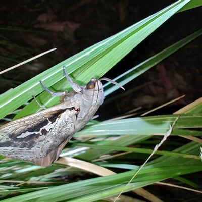 Abantiades labyrinthicus (Labyrinthine Ghost Moth) at Cainbable, QLD - 22 Feb 2025 by LyndalT