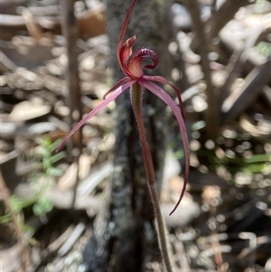 Caladenia orestes at suppressed - suppressed