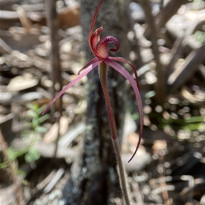 Caladenia orestes (Burrinjuck Spider Orchid) by AJB