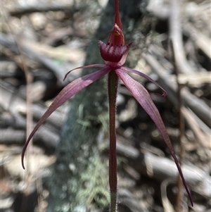 Caladenia orestes at suppressed - suppressed