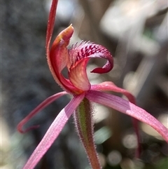 Caladenia orestes at suppressed - suppressed