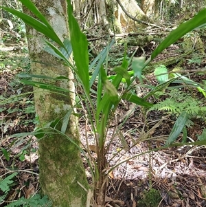 Unidentified Plant at O'Reilly, QLD - 23 Feb 2025 by LyndalT