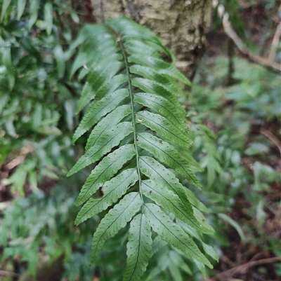 Unidentified Fern or Clubmoss at O'Reilly, QLD - 23 Feb 2025 by LyndalT