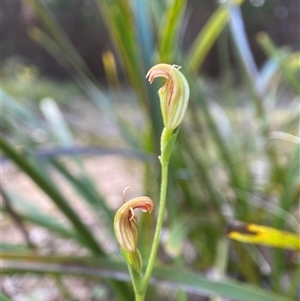 Pterostylis ventricosa at Wingello, NSW - suppressed