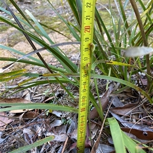 Pterostylis ventricosa at Wingello, NSW - suppressed