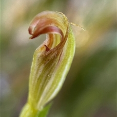 Pterostylis ventricosa at Wingello, NSW - suppressed