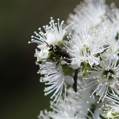 Hylaeus sp. (genus) (A masked bee) at Cordeaux Heights, NSW - 4 Dec 2024 by PaperbarkNativeBees