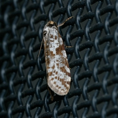 Conoeca guildingi (A case moth) at Harrison, ACT - 22 Feb 2025 by DPRees125