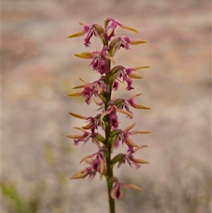 Corunastylis superba at suppressed - suppressed