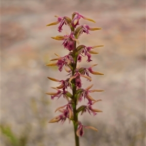 Corunastylis superba (Superb Midge Orchid) by Csteele4