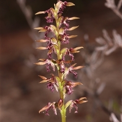 Corunastylis superba at suppressed - suppressed