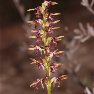 Corunastylis superba at suppressed - suppressed