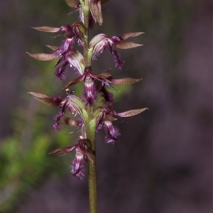 Corunastylis superba at suppressed - suppressed