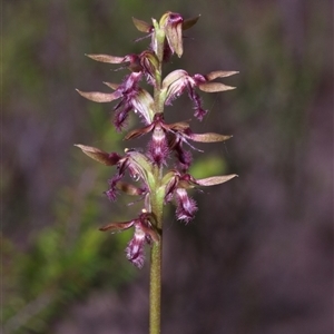 Corunastylis superba at suppressed - suppressed