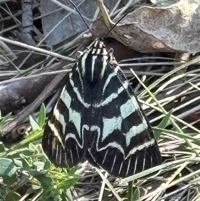 Comocrus behri (Mistletoe Day Moth) at Watson, ACT - 22 Feb 2025 by Louisab