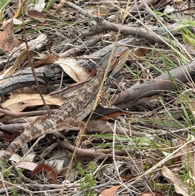 Pogona barbata (Eastern Bearded Dragon) at Hackett, ACT - 23 Feb 2025 by Louisab