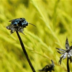 Thyreus caeruleopunctatus (Chequered cuckoo bee) at Holt, ACT by Simonster