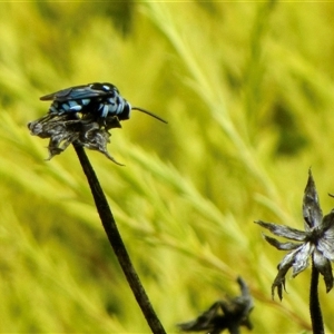 Thyreus caeruleopunctatus (Chequered cuckoo bee) by Simonster